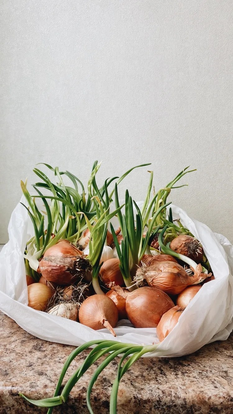 What to Do with Sprouted Onion? Can We Eat or Plant It?