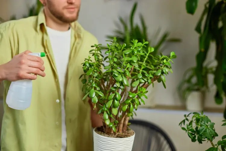 Why are Jade Tree Branches Falling Off? Causes & Solutions