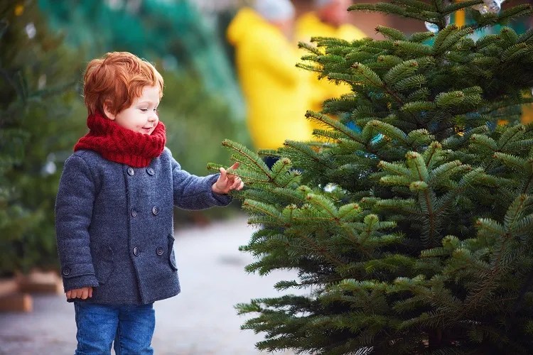 How to Set Up a Real Christmas Tree? Helpful Guide + Care Tips