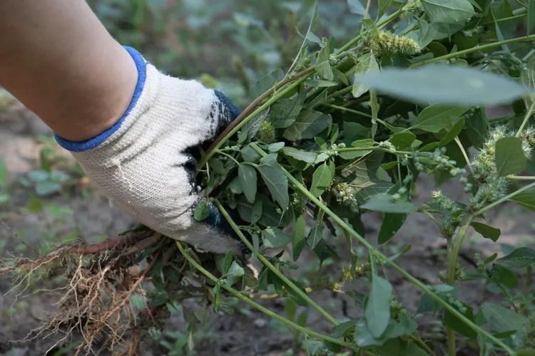 Sheet Mulching on a Slope This is How to Do It Properly
