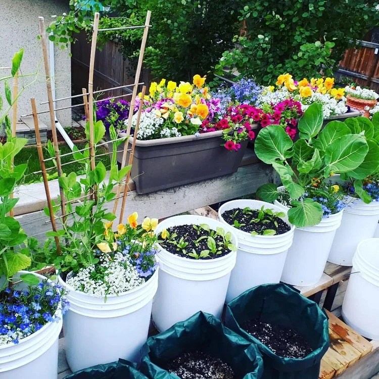 How to Make an Easy DIY Bucket Garden? StepbyStep Guide