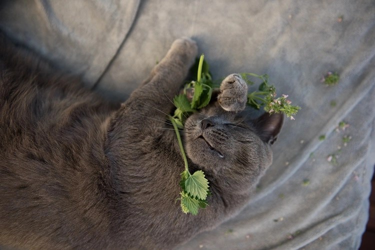 How to Keep Cats from Eating Houseplants? 4 Proven Methods