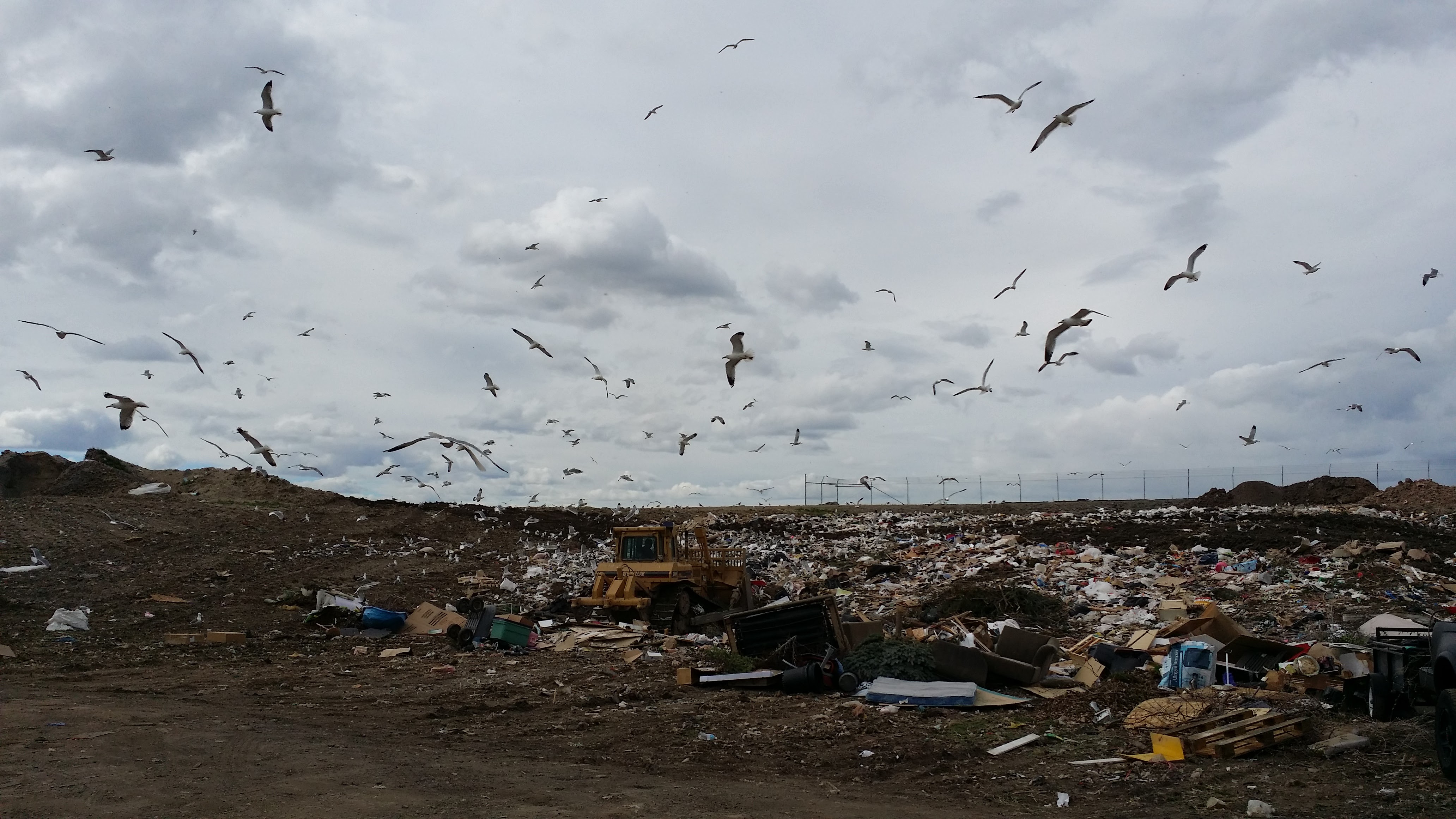 Mold! My DYI Remediation Story Deba Do Tell