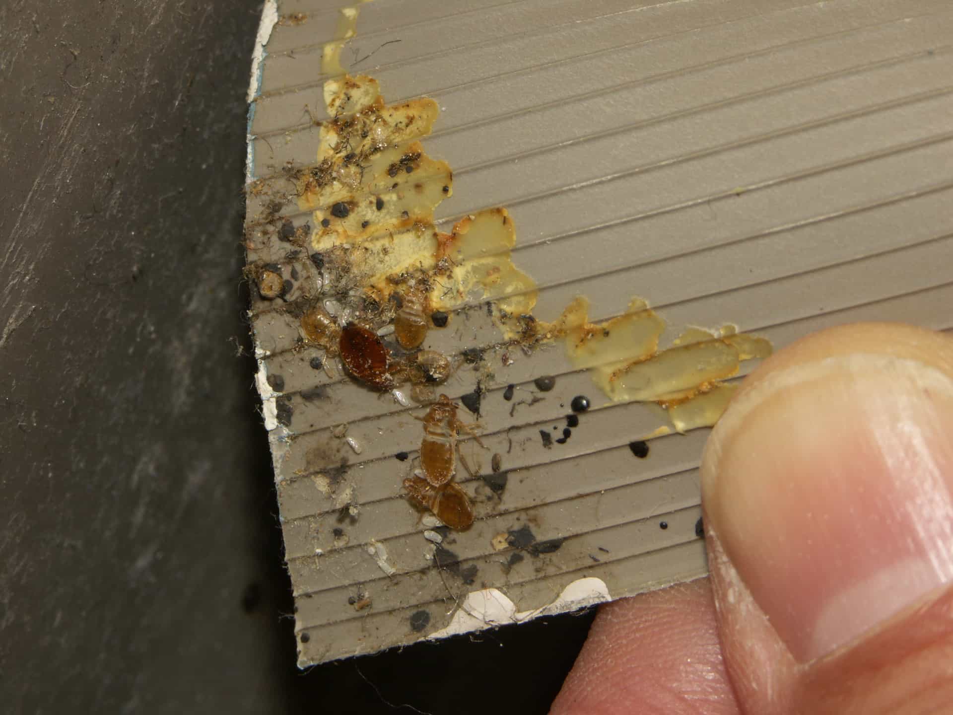 What Do Bed Bugs Look Like? Over 50 Pictures Debedbug