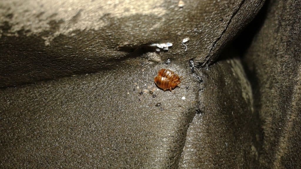 5 Signs Bed Bugs Leave Everywhere They Go Debedbug