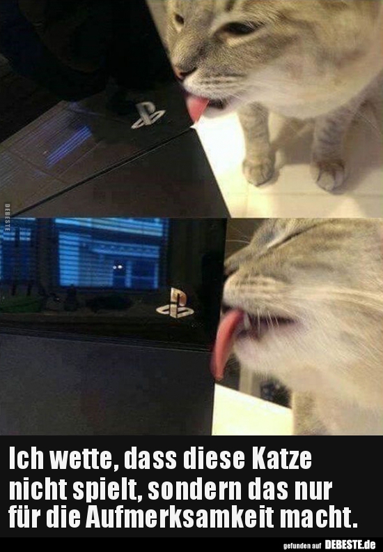 Ich wette, dass diese Katze nicht spielt, sondern das nur.. Lustige