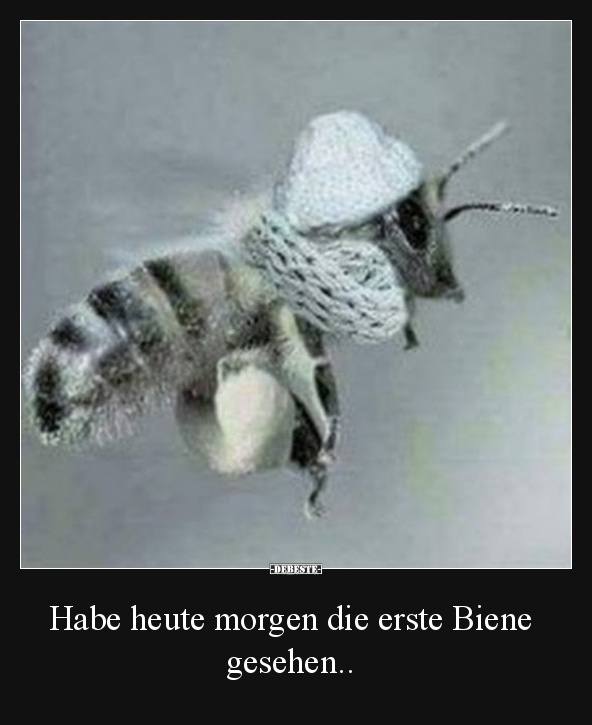 Habe heute die erste Biene gesehen.. Lustige Bilder, Sprüche