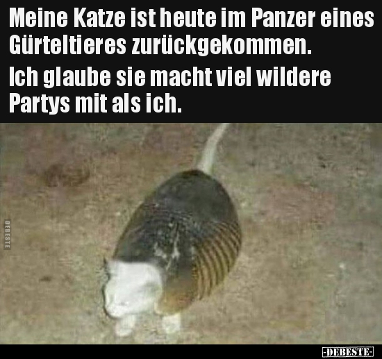 Meine Katze Ist Heute Im Panzer Eines Gürteltieres.. | Lustige Bilder, Sprüche, Witze, Echt Lustig 517_x_550_jpg