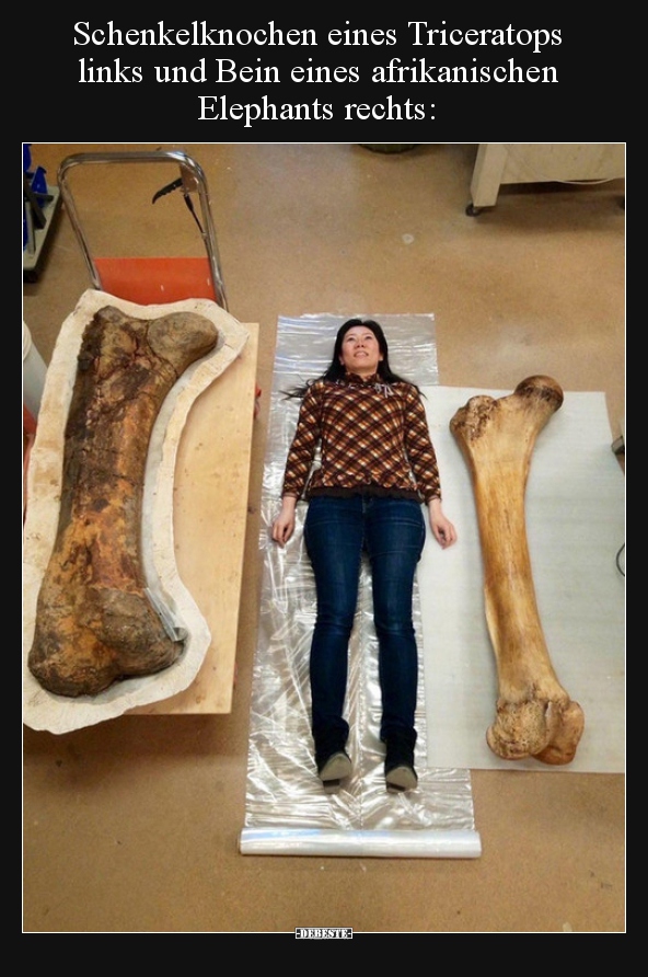 53 lustige Bilder von Schenkel in 2020 Lustig, neue, DEBESTE