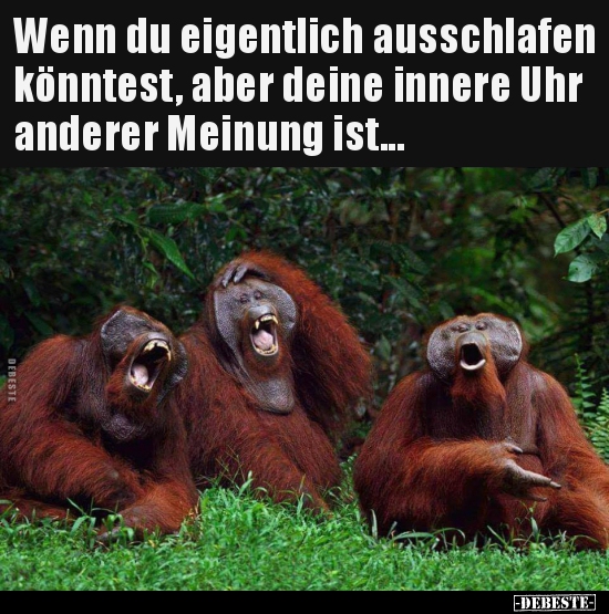 29 lustige Bilder von Ausschlafen in 2020 Lustig, neue, DEBESTE