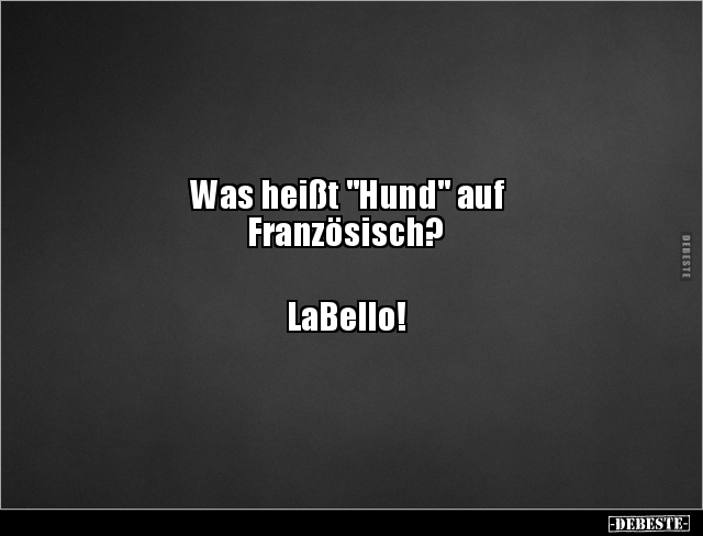Was Heisst Hund Auf Franzosisch Lustige Bilder Spruche Witze Echt Lustig