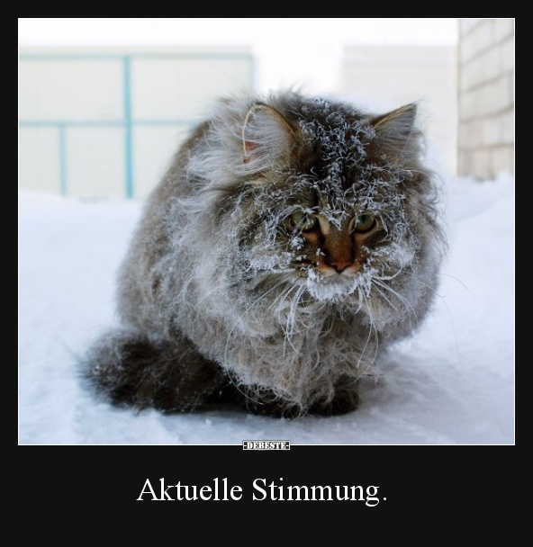 Aktuelle Stimmung. Lustige Bilder, Sprüche, Witze, echt lustig