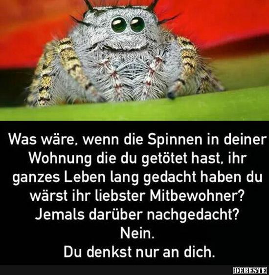 Was wäre, wenn die Spinnen in deiner Wohnung.. Lustige Bilder