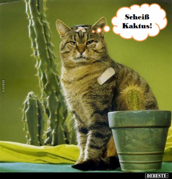 Scheiß Kaktus! Lustige Bilder, Sprüche, Witze, echt lustig