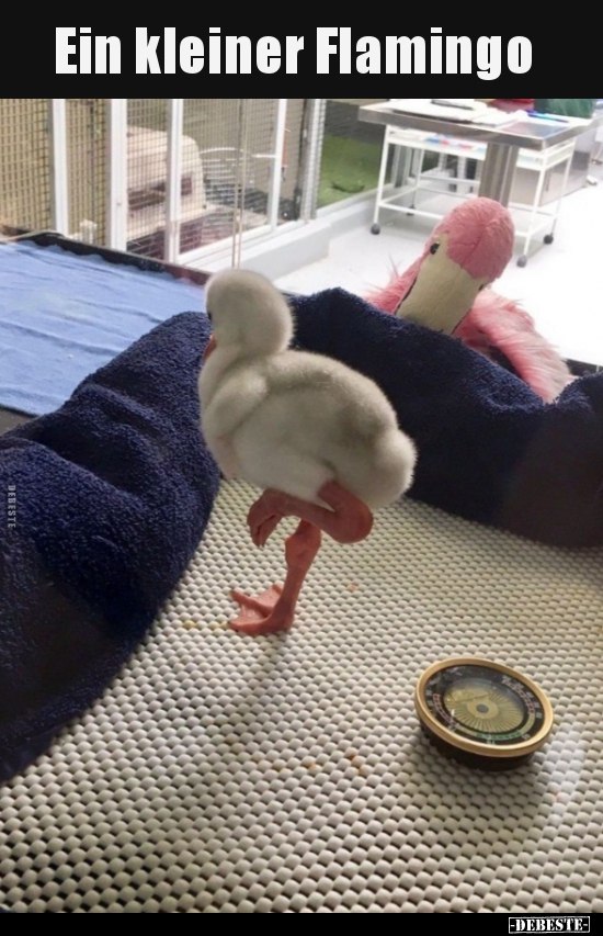 Ein kleiner Flamingo.. Lustige Bilder, Sprüche, Witze, echt lustig