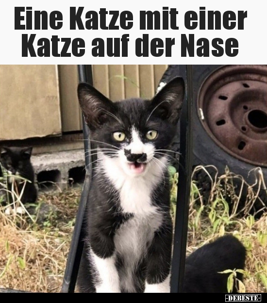Eine Katze mit einer Katze auf der Nase.. Lustige Bilder, Sprüche, Witze, echt lustig