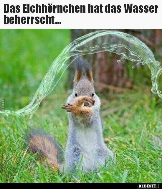 Das Eichhörnchen hat das Wasser beherrscht... Lustige Bilder, Sprüche