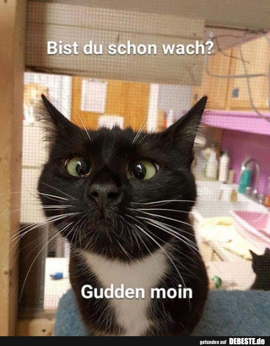Guten DEBESTE.de, Lustige Bilder, lustig foto