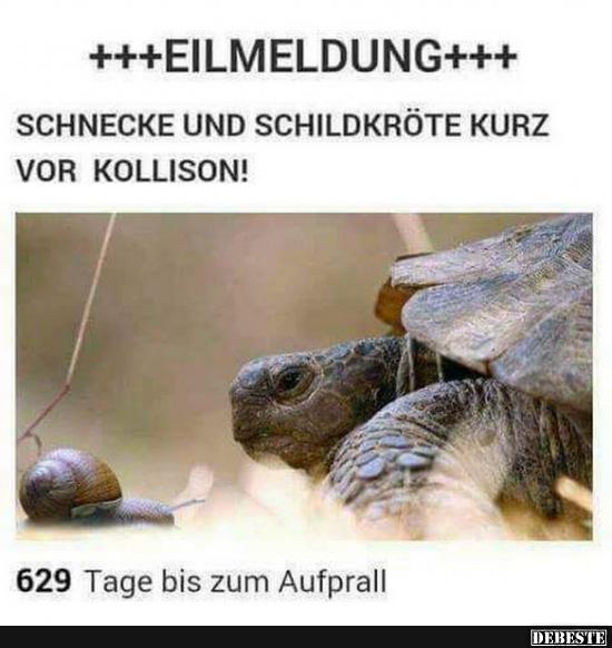 Eilmeldung... Schnecke und Schildkröte kurz vor Kollision! Lustige