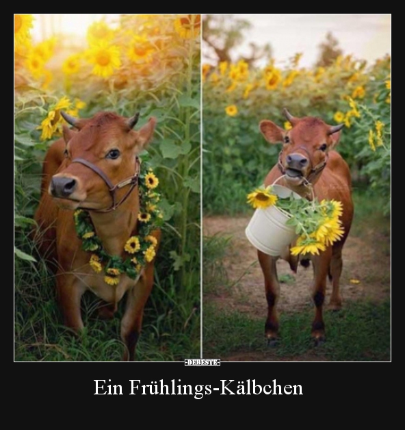Ein Frühlings-Kälbchen.. | Lustige Bilder, Sprüche, Witze, Echt Lustig 628_x_592_jpg