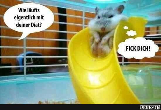 Lustige Hamster Bilder Mit Spruch