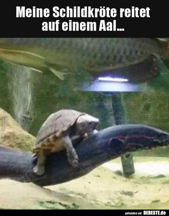 Meine Schildkröte reitet auf einem Aal.. Lustige Bilder, Sprüche
