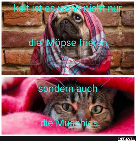 Kalt ist es wenn nicht nur die Möpse frieren.. Lustige Bilder, Sprüche, Witze, echt lustig