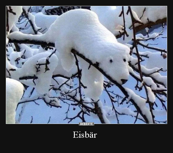Eisbär.. Lustige Bilder, Sprüche, Witze, echt lustig