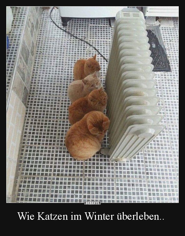 Wie Katzen im Winter überleben.. Lustige Bilder, Sprüche, Witze, echt