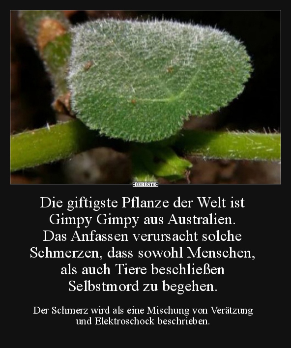 Die giftigste Pflanze der Welt ist Gimpy Gimpy aus