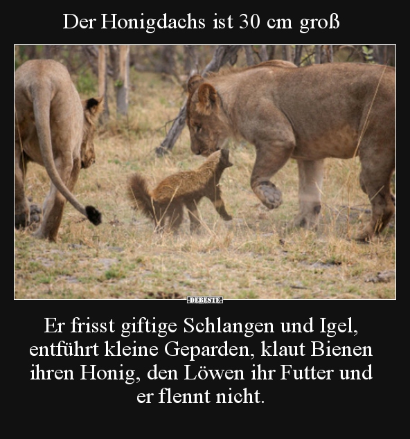 Der Honigdachs ist 30 cm groß.. Lustige Bilder, Sprüche, Witze, echt