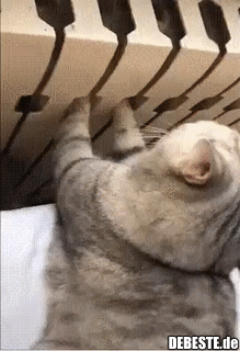 Gefesselt Weil Frech Oder Kalte Pfötchen? | Lustige Bilder, Sprüche, Witze, Echt Lustig 320_x_219_gif