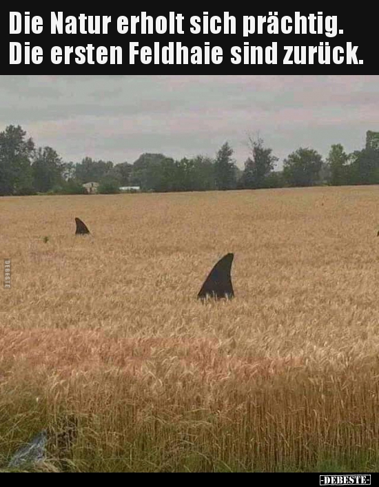 Die Natur Erholt Sich Prachtig Die Ersten Feldhaie Sind Lustige Bilder Spruche Witze Echt Lustig