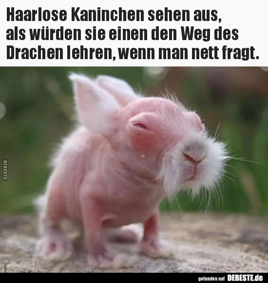 Haarlose Kaninchen sehen aus, als würden sie einen den Weg.. Lustige