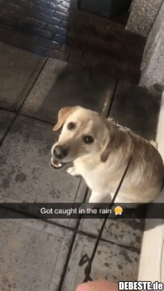Der Hund Hat Spass Beim Gassigehen Im Regen Lustige Bilder Spruche Witze Echt Lustig