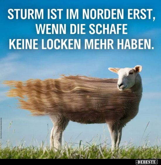 37 lustige Bilder von Schafe in 2020 Lustig, neue, DEBESTE