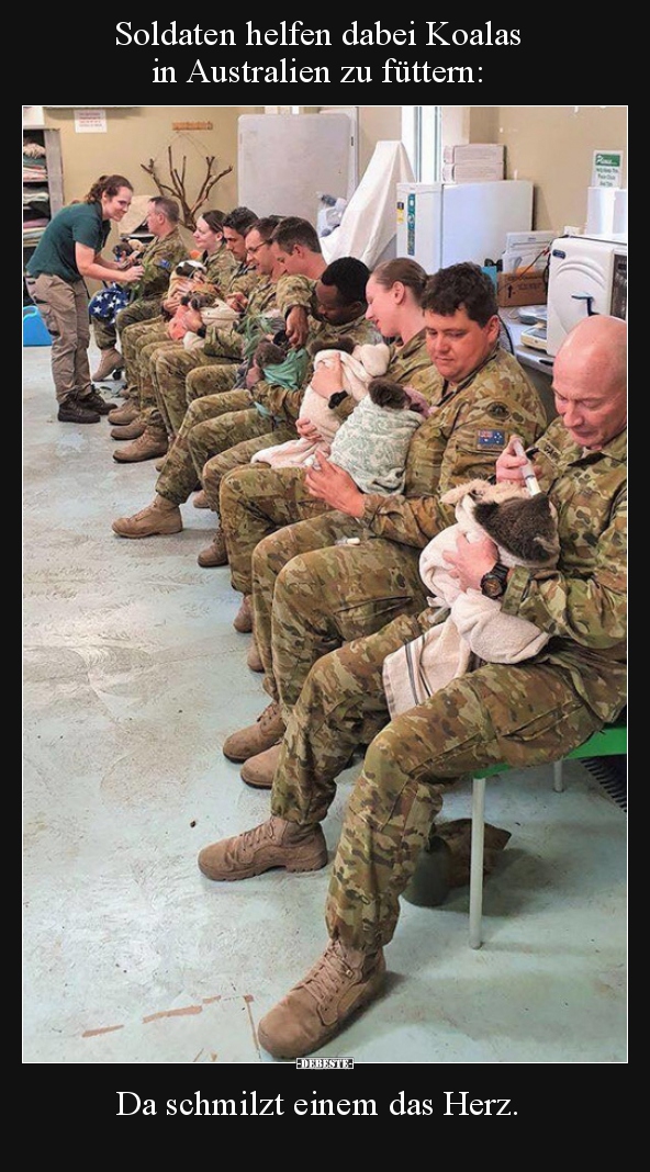 Soldaten Helfen Dabei Koalas In Australien Zu Futtern Lustige Bilder Spruche Witze Echt Lustig