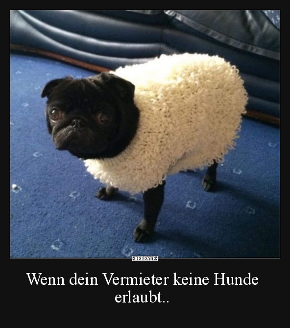 Wenn dein Vermieter keine Hunde erlaubt.. Lustige Bilder, Sprüche