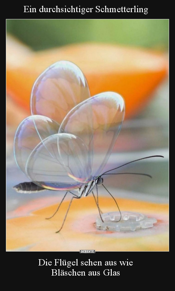 Ein Durchsichtiger Schmetterling Lustige Bilder Spruche Witze Echt Lustig