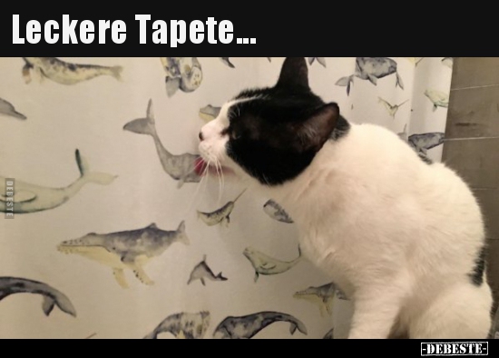 Leckere Tapete... Lustige Bilder, Sprüche, Witze, echt lustig