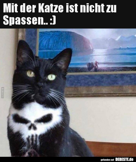 Mit der Katze ist nicht zu Spassen.. ) Lustige Bilder, Sprüche