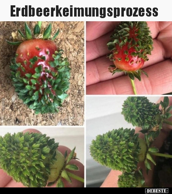 Erdbeerkeimungsprozess.. Lustige Bilder, Sprüche, Witze, echt lustig