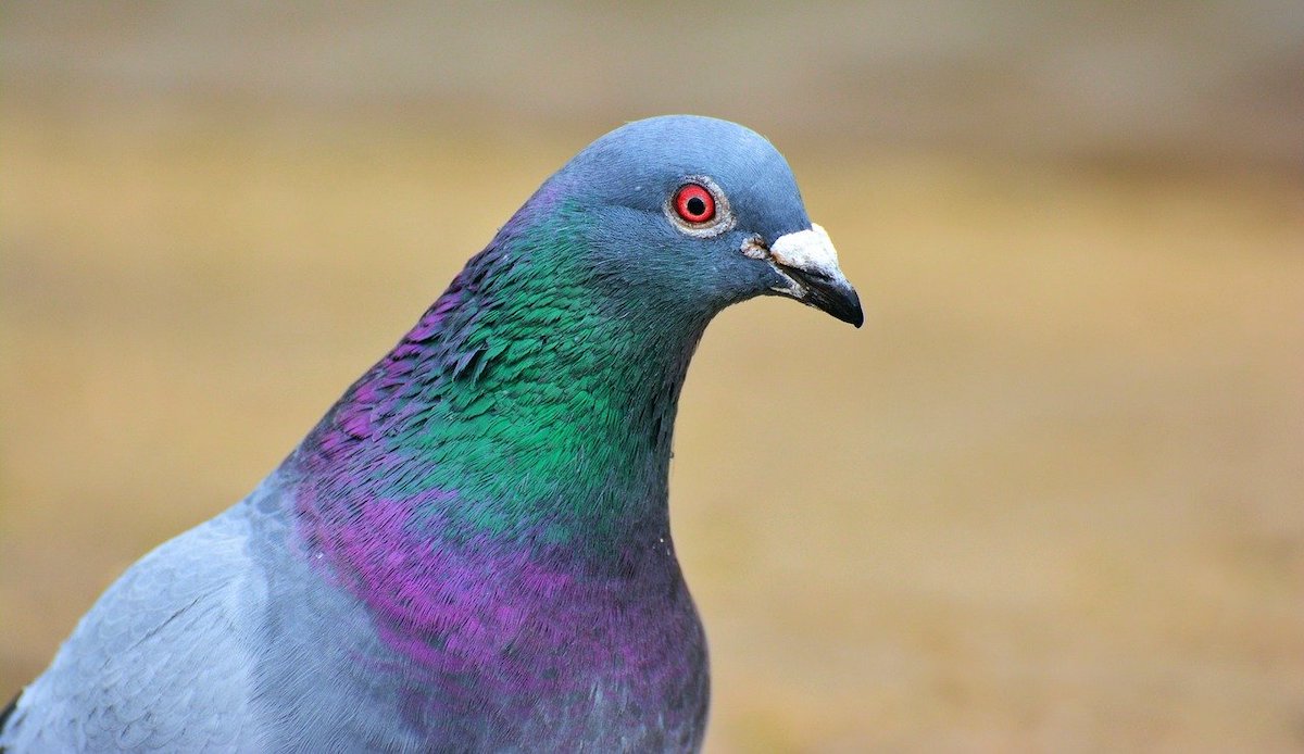 Slimste Dieren Top 10: Intelligente Diersoorten - De Beste 10