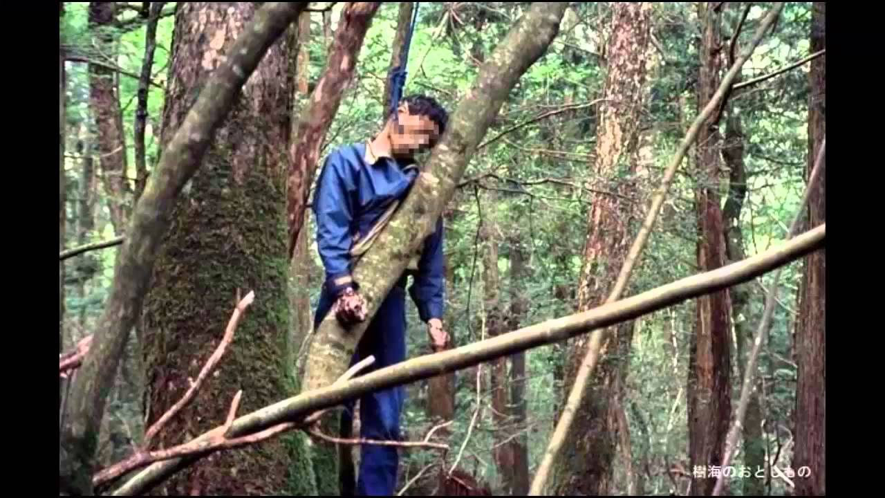 La belleza inquietante del "bosque de los suicidios 'de Japón, donde