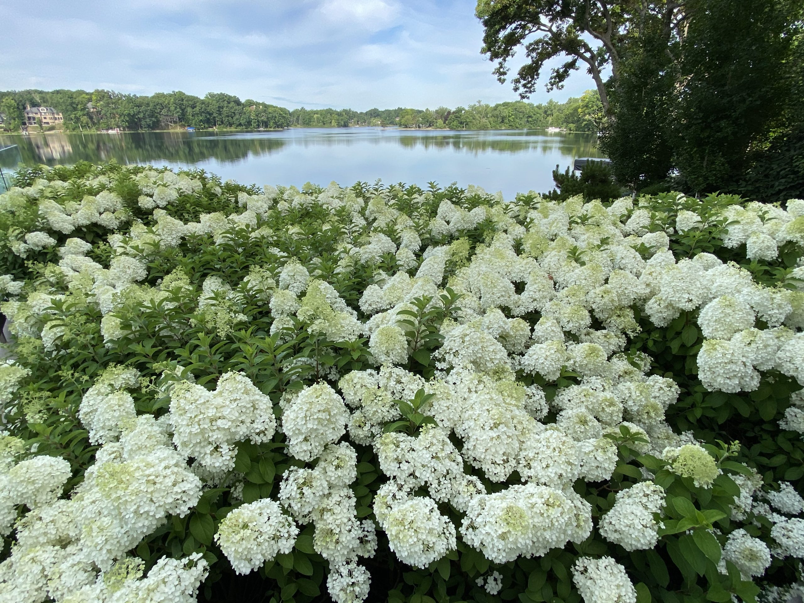 The 2020 Hydrangeas Deborah Silver & Co.