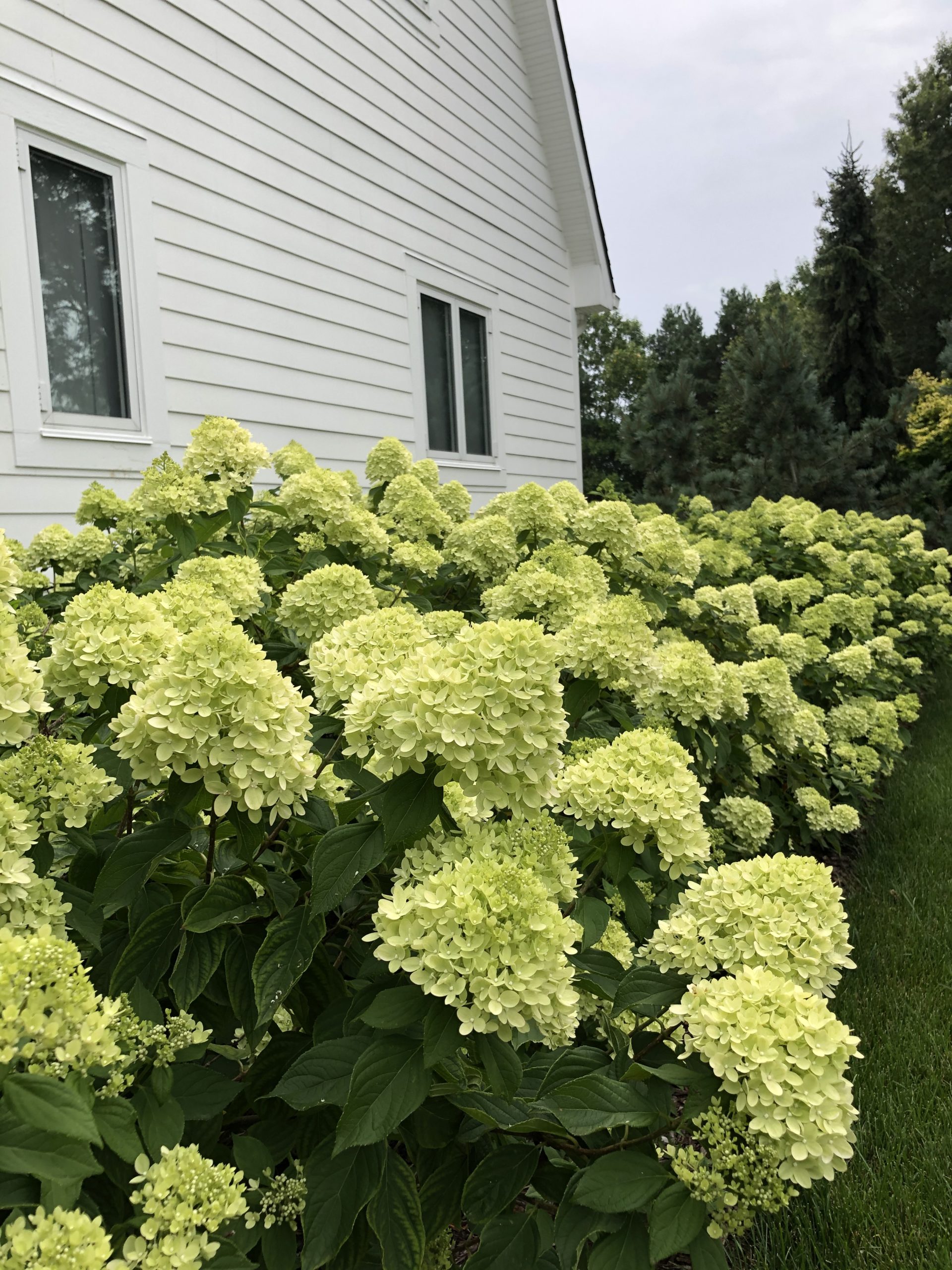 Climbing Hydrangea Planting Distance