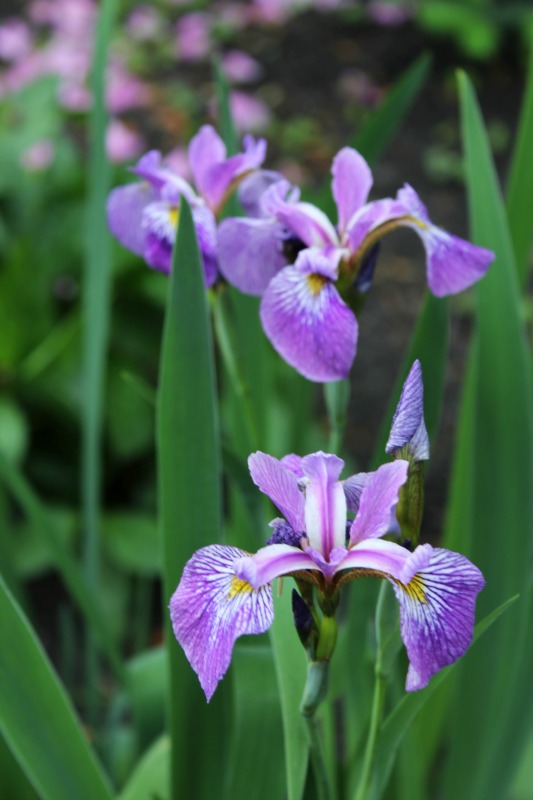 Iris_Pond St Deborah's House of Many Colors