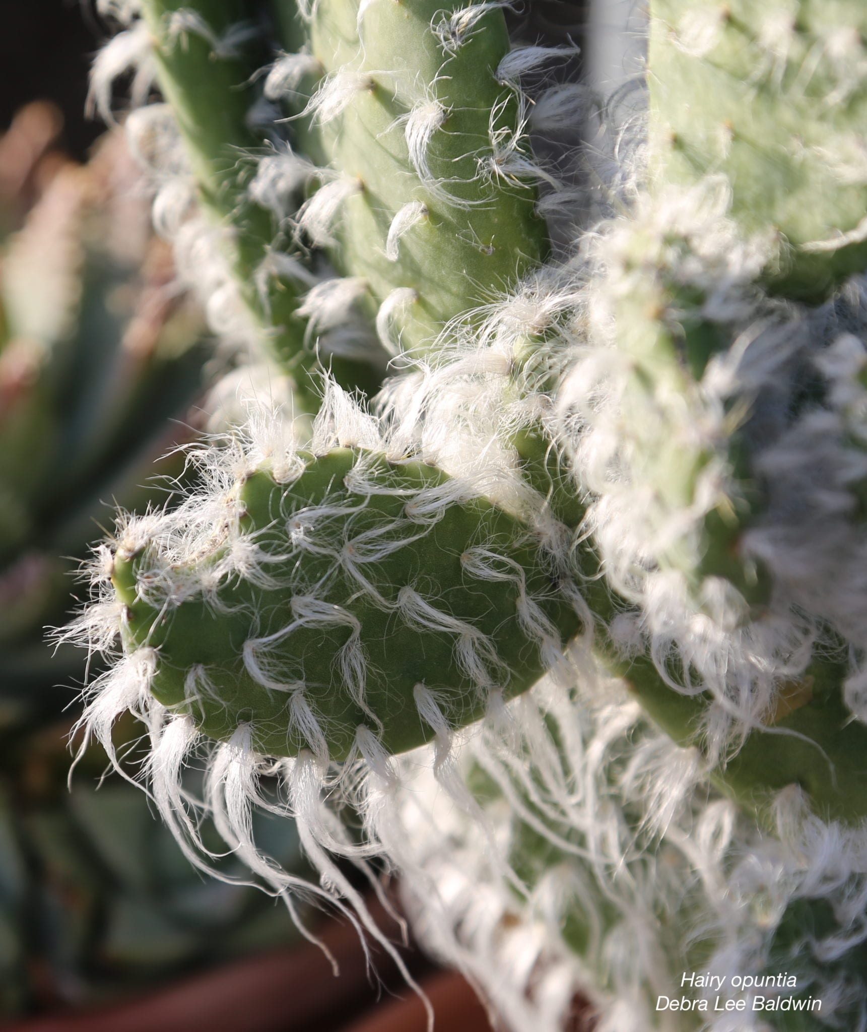 Why Grow Paddle Cacti? DLB's 16 Reasons Debra Lee Baldwin