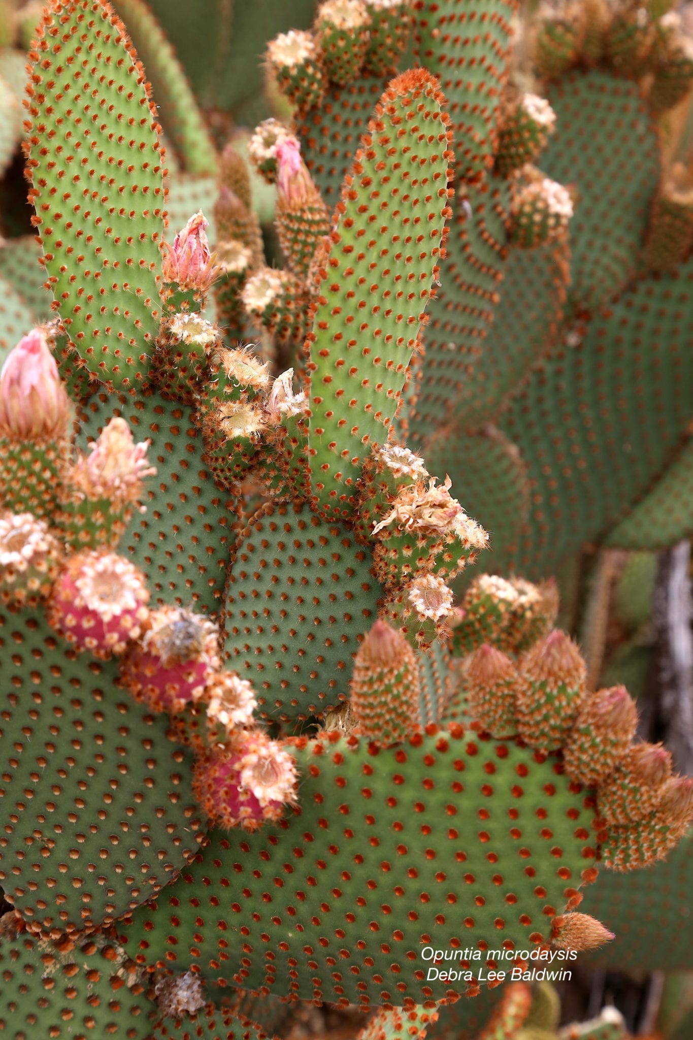Why Grow Paddle Cacti? DLB's 16 Reasons Debra Lee Baldwin