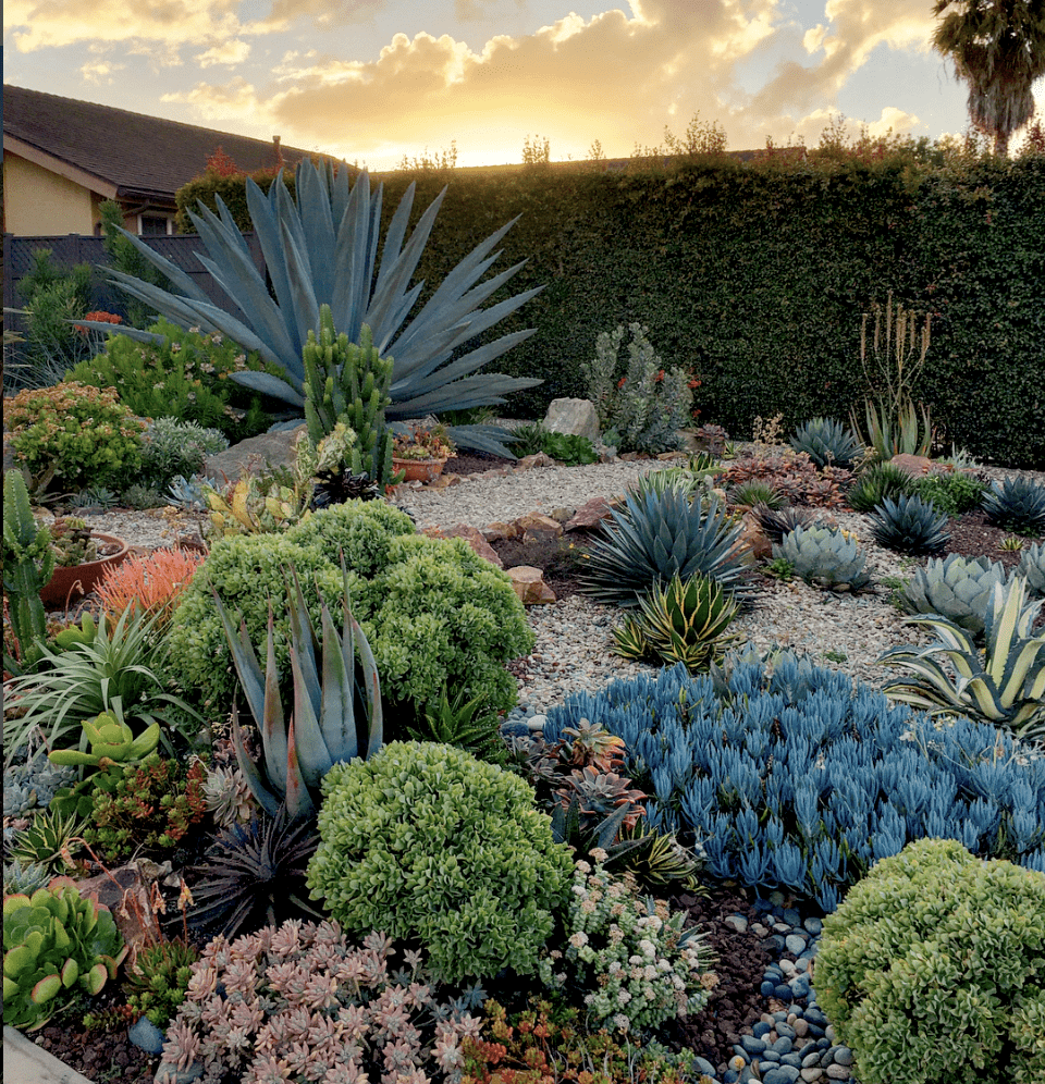 Ten Succulent Front Yard Essentials Debra Lee Baldwin